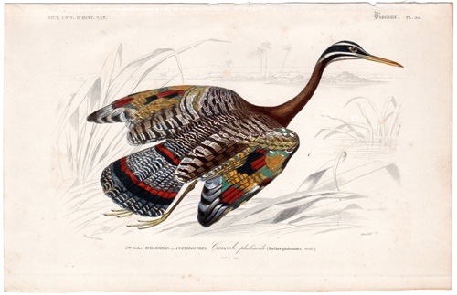 Sun Bittern